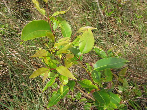 Image of Java plum