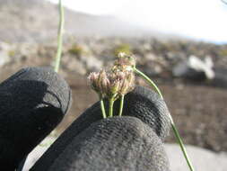 Image of spreading hedgeparsley