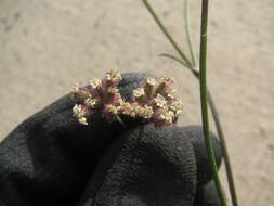 Image of spreading hedgeparsley