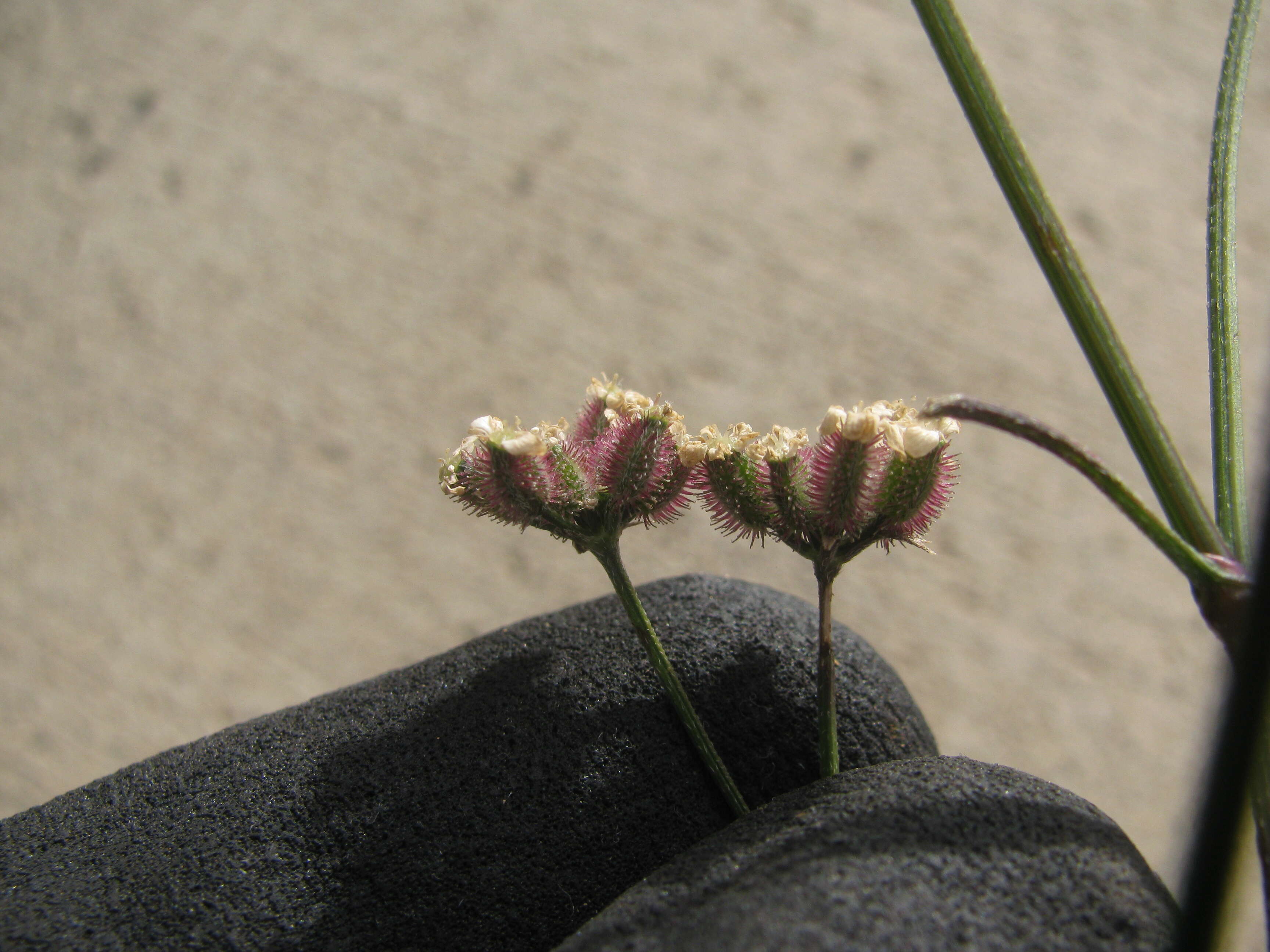 Image of spreading hedgeparsley