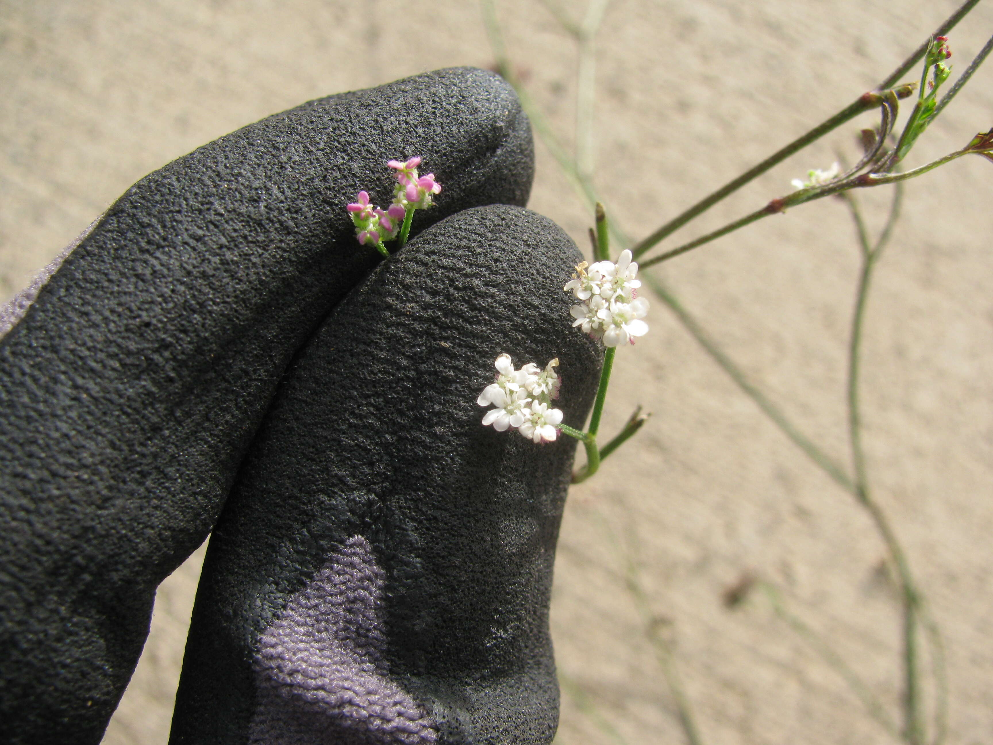 Image of spreading hedgeparsley