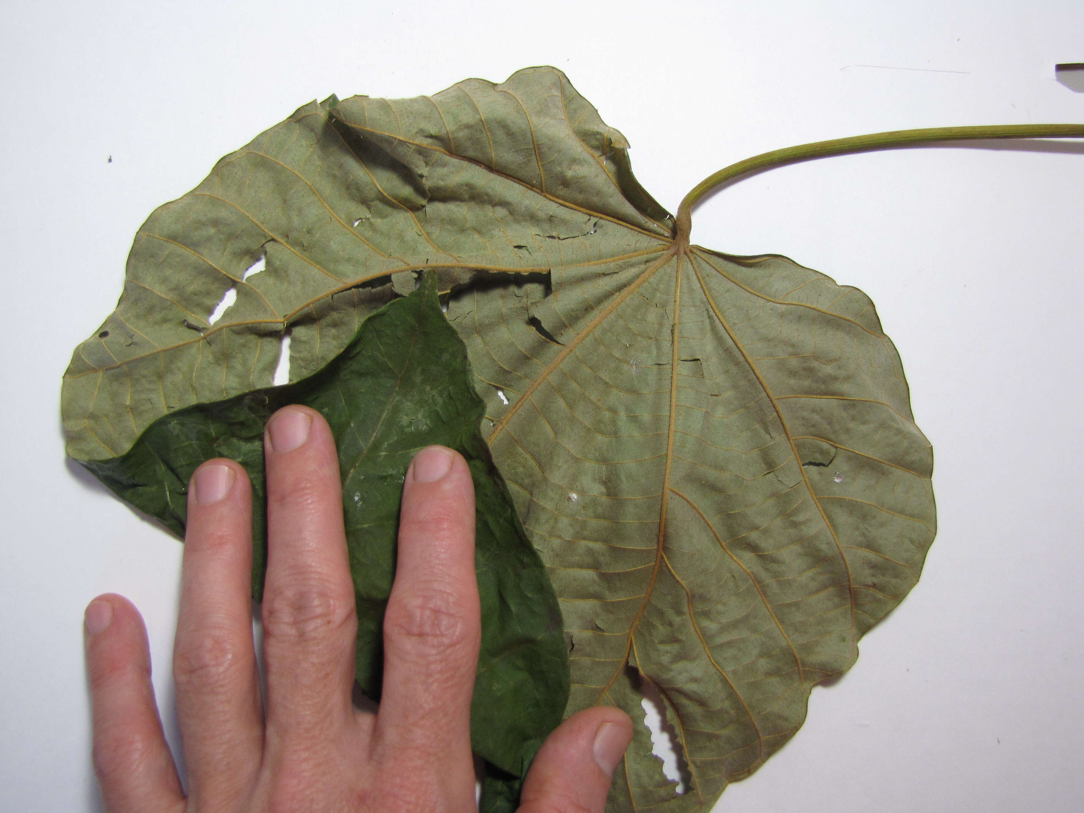 Image of balsa tree