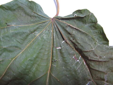 Image of balsa tree