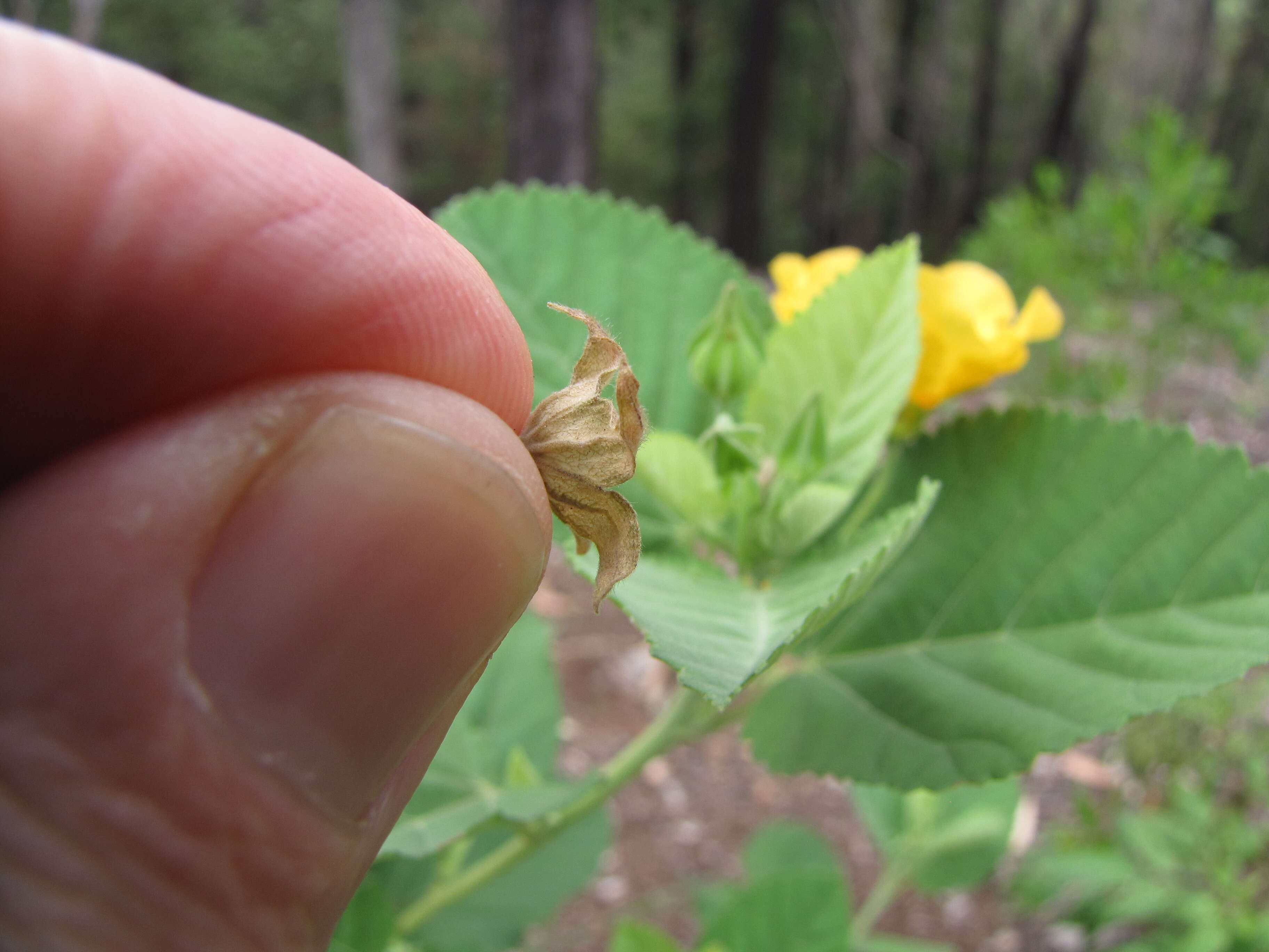 Image of yellow ‘ilima