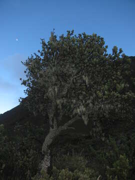 Image of Haleakala sandalwood