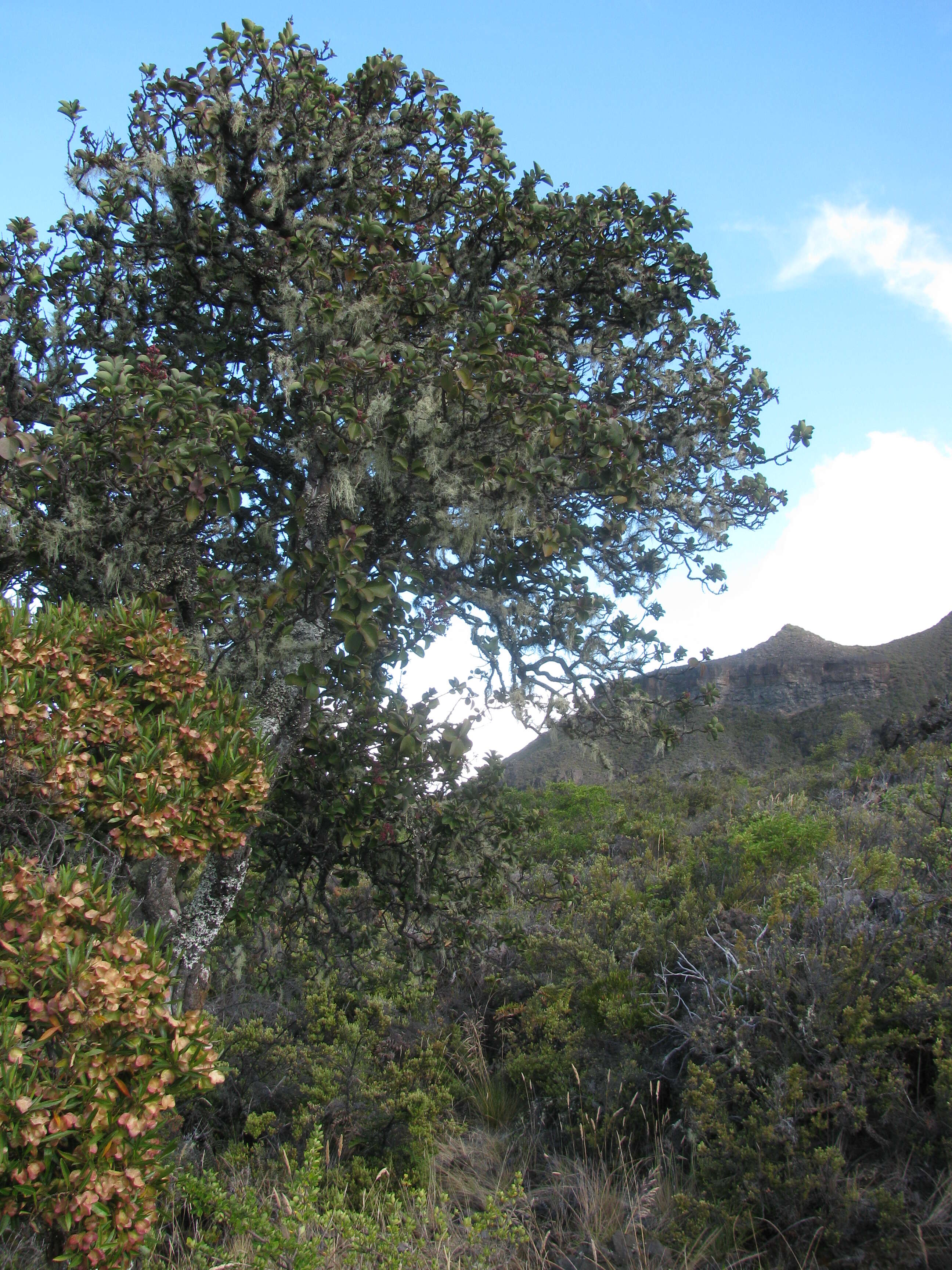 Image of Haleakala sandalwood