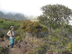 Image of Haleakala sandalwood