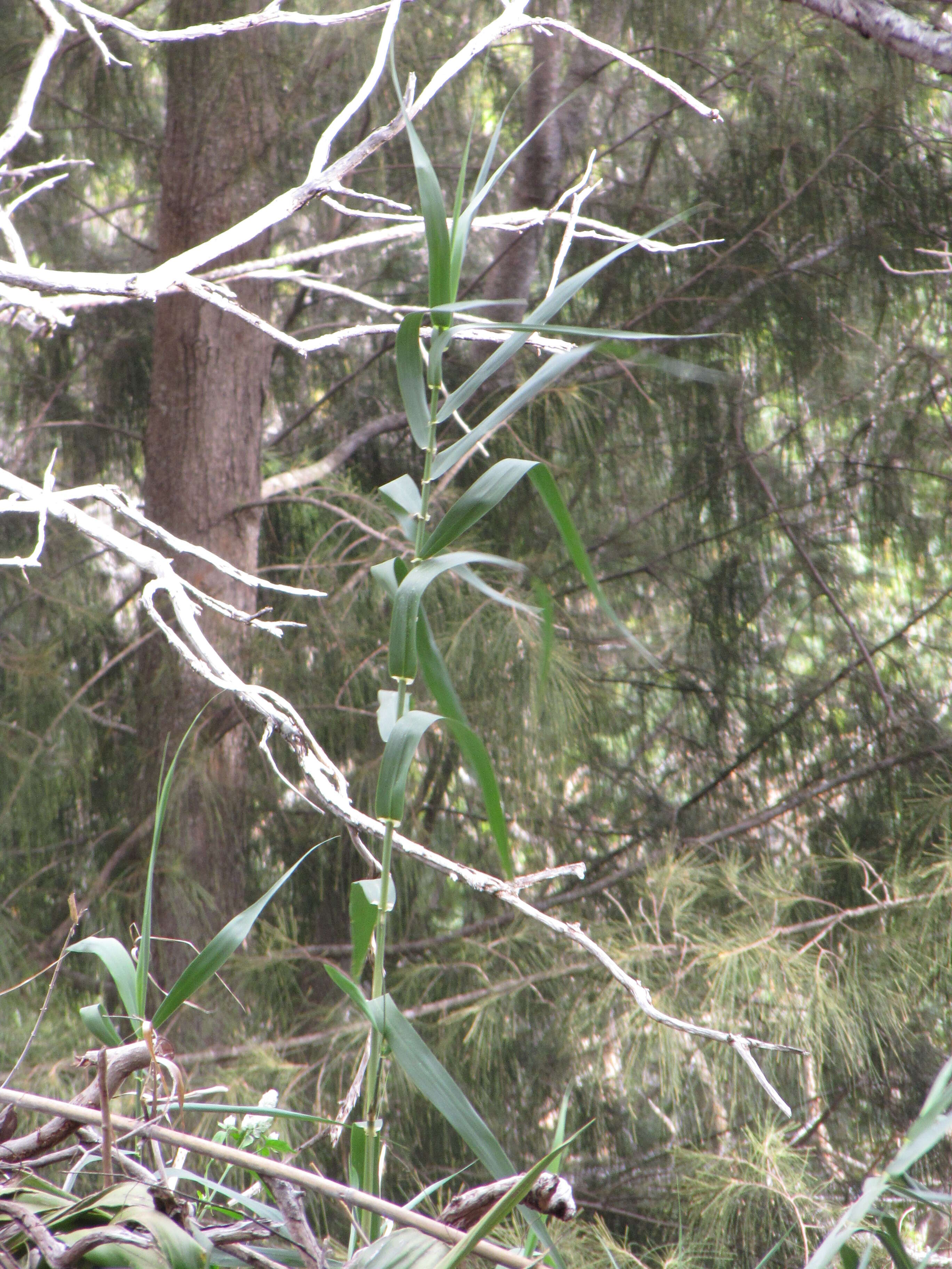 Image of giant reed