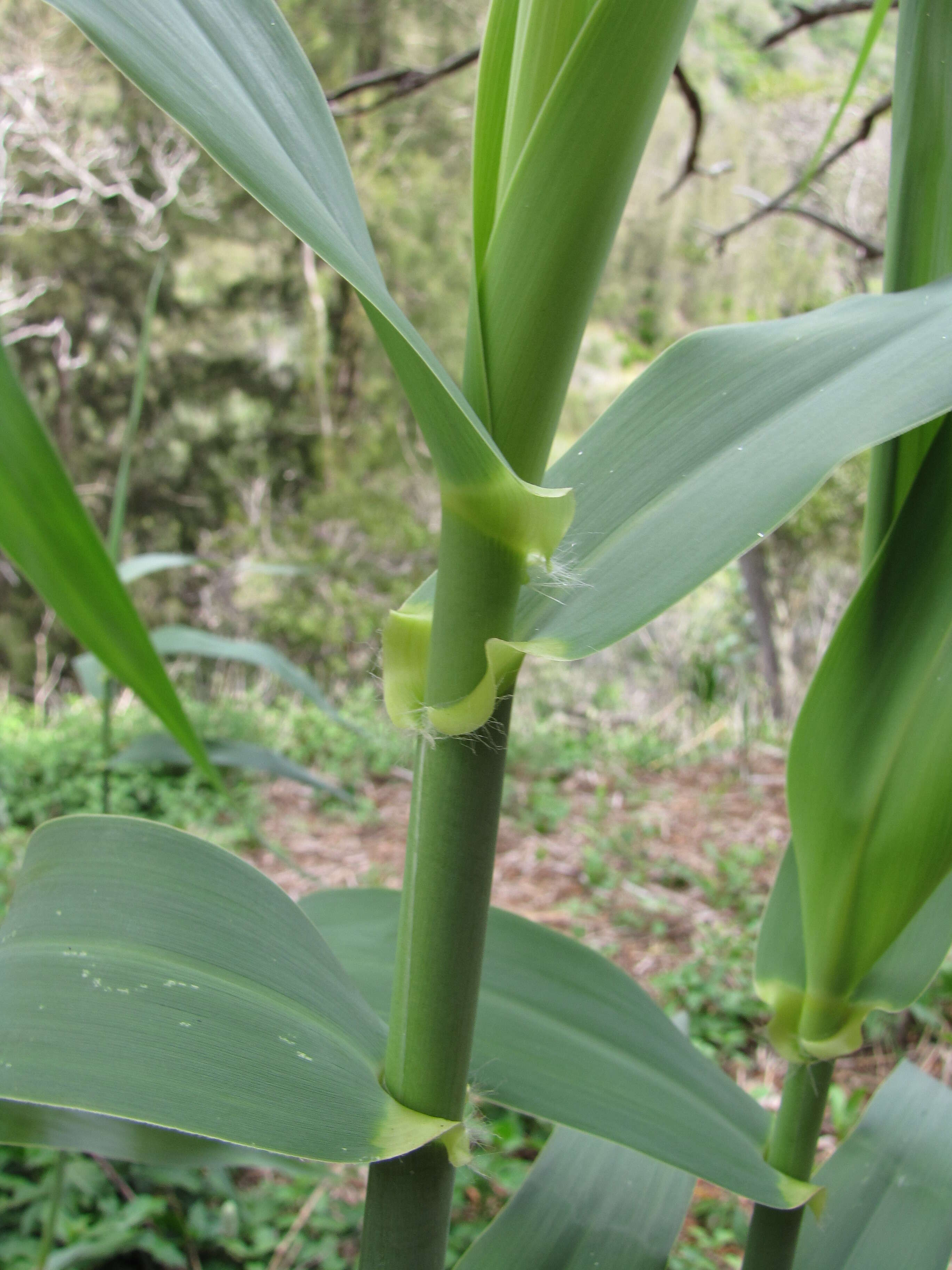 Image of giant reed