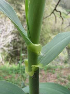 Image of giant reed