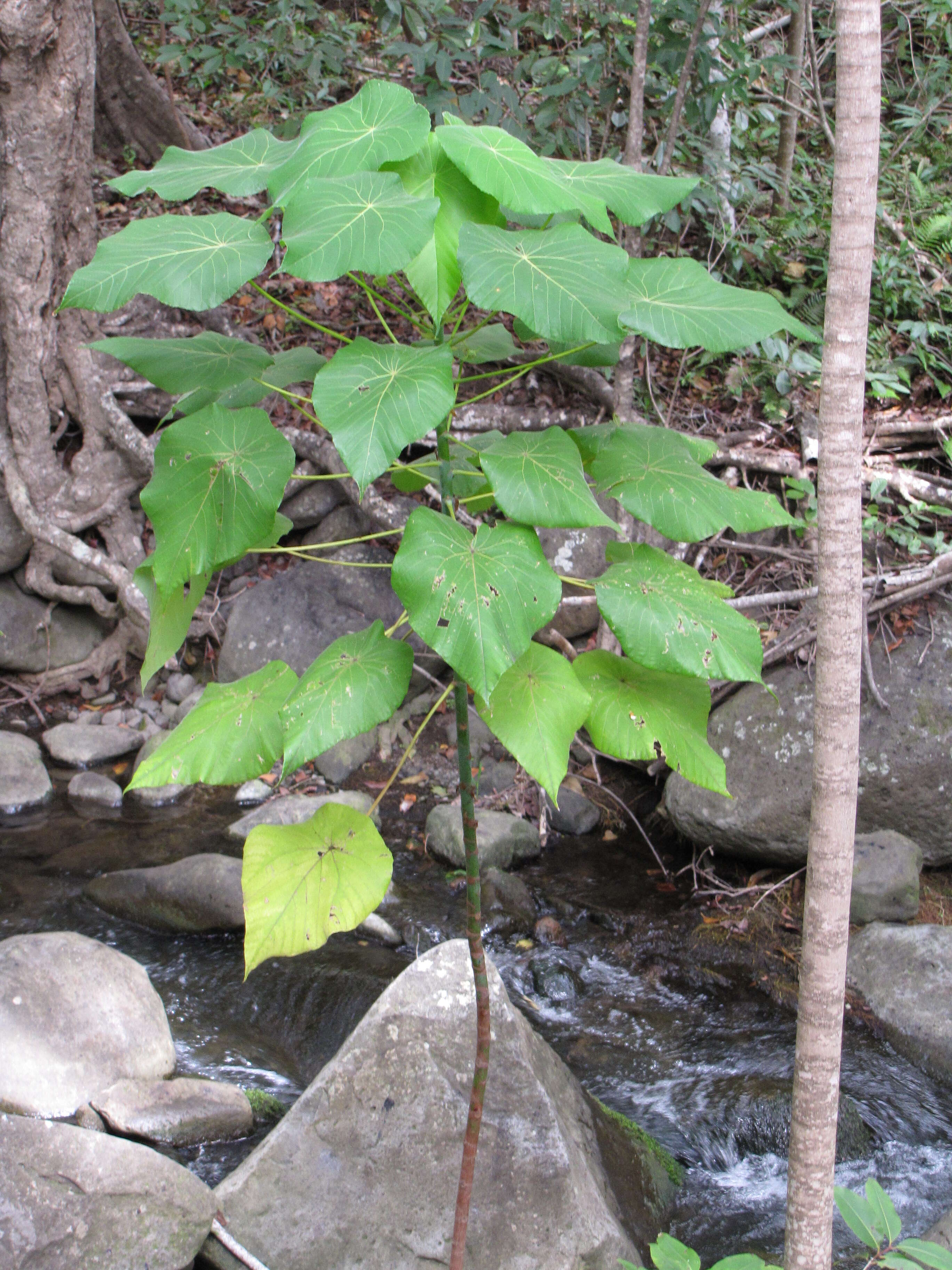 Слика од Macaranga tanarius (L.) Müll. Arg.