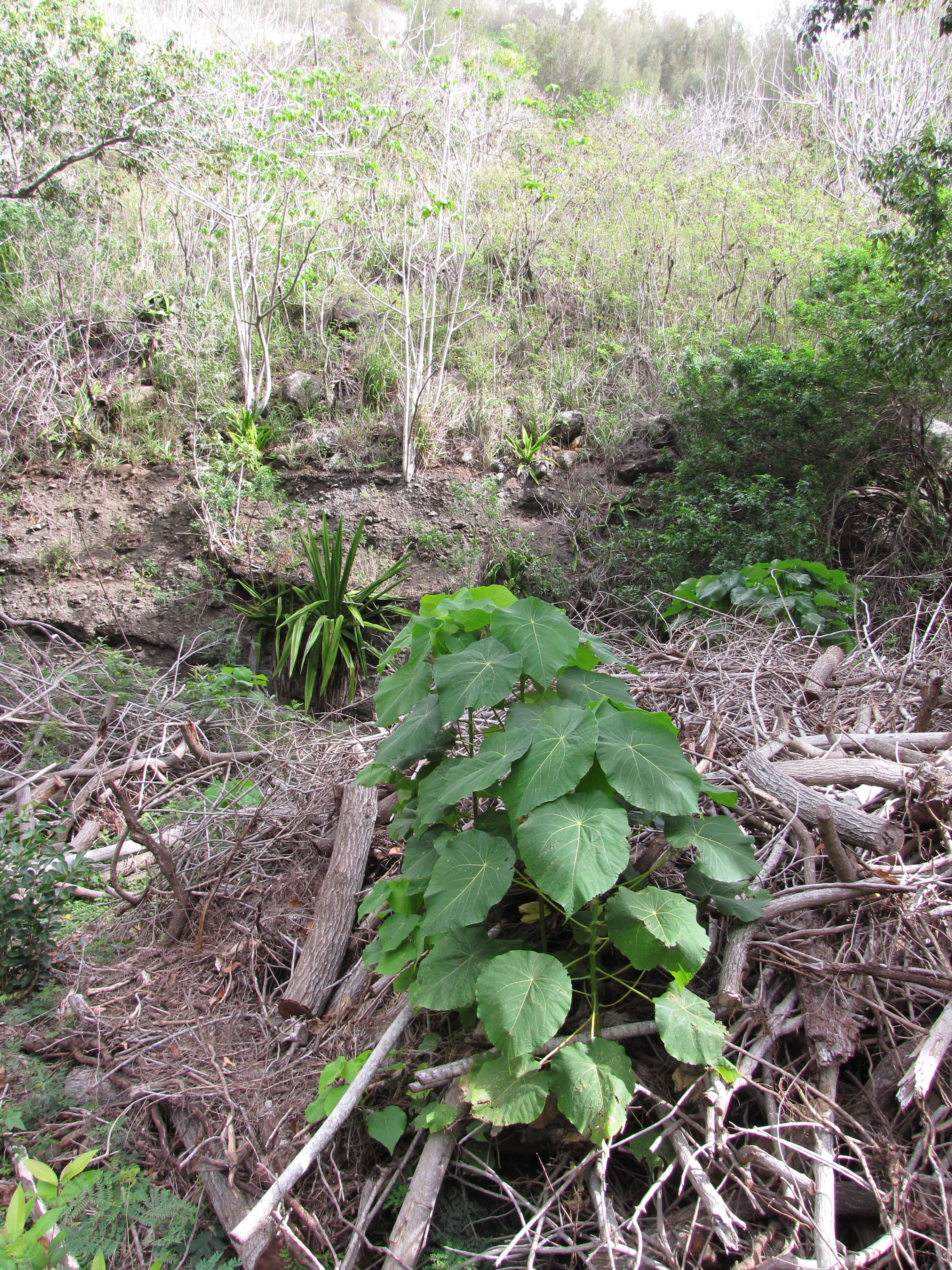 Image of parasol leaf tree