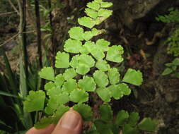 Image of delta maidenhair