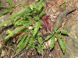 Image of rough maidenhair