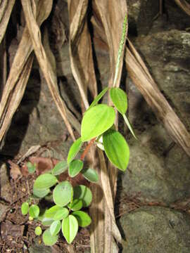 Image of arid-land peperomia