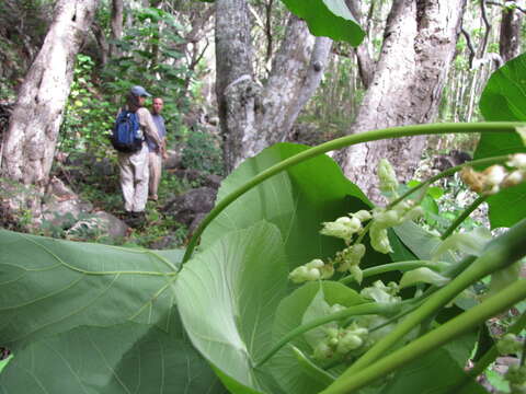 Image of parasol leaf tree