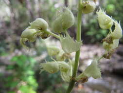 Слика од Macaranga tanarius (L.) Müll. Arg.