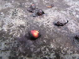 Image of Java plum