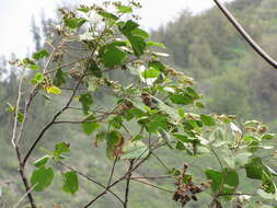 Image de Melochia umbellata (Houtt.) Stapf