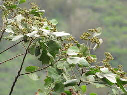 Image de Melochia umbellata (Houtt.) Stapf