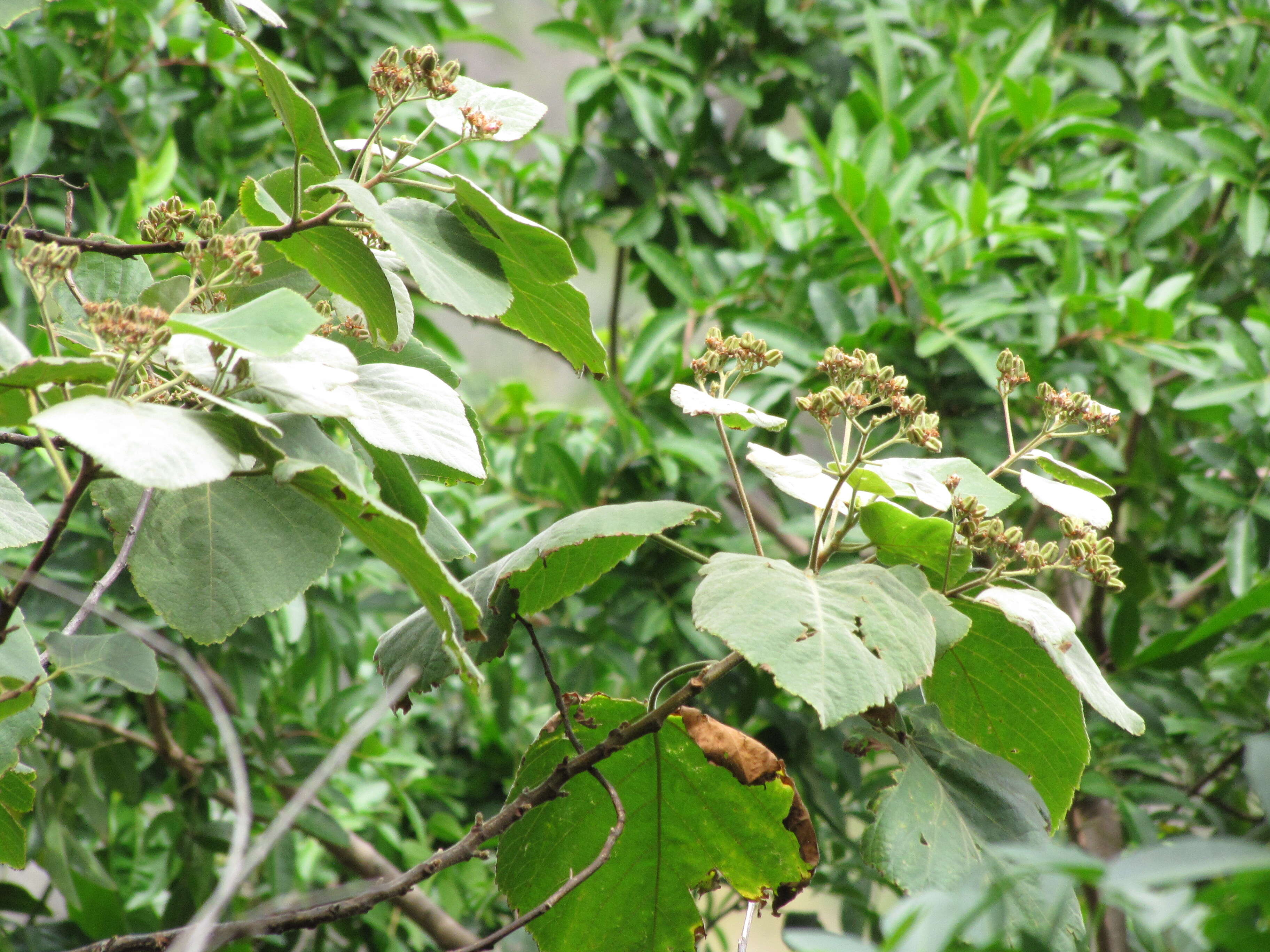 Image de Melochia umbellata (Houtt.) Stapf