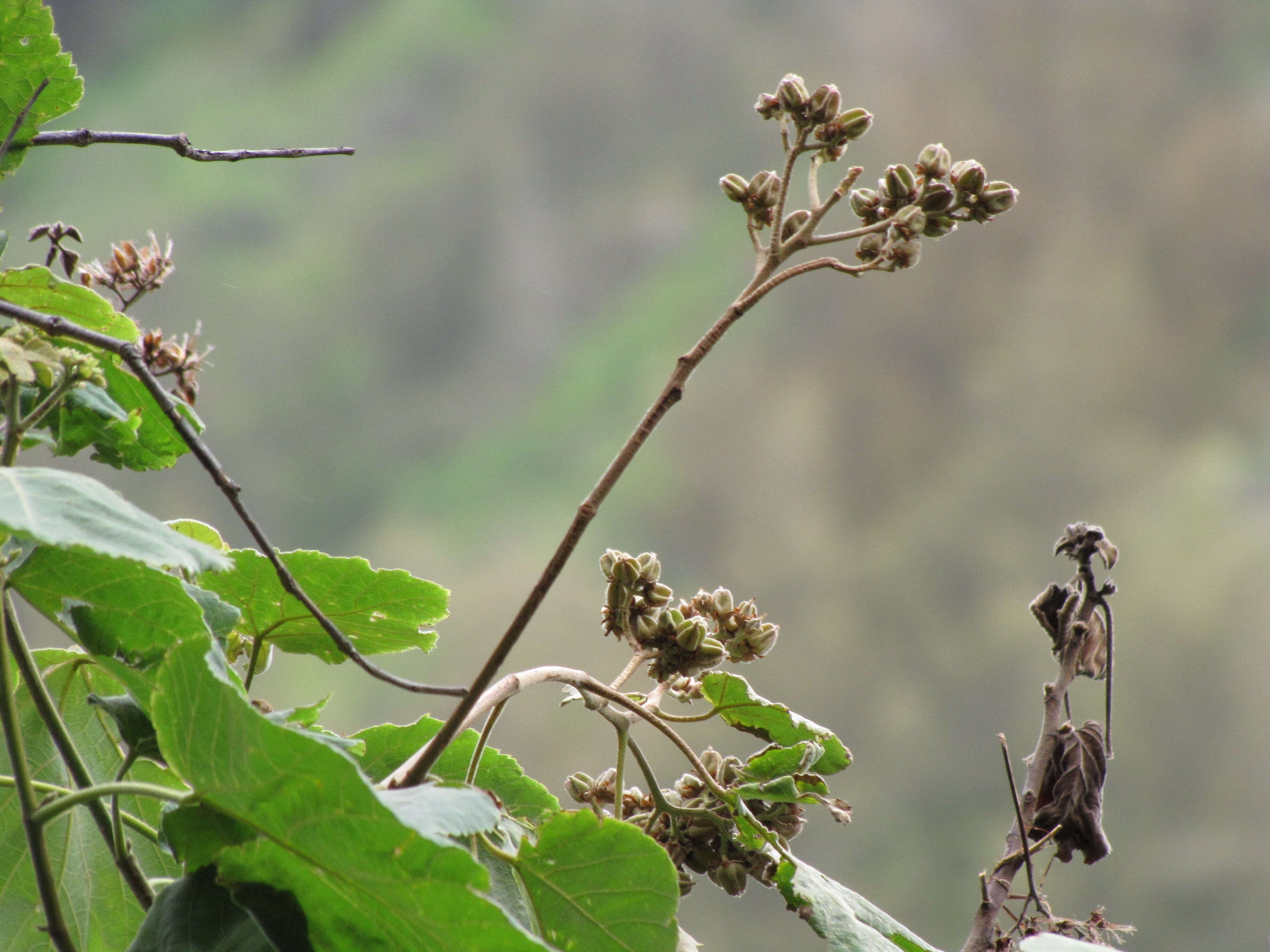 Image de Melochia umbellata (Houtt.) Stapf