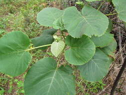 Image de Melochia umbellata (Houtt.) Stapf