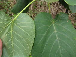 Image de Melochia umbellata (Houtt.) Stapf