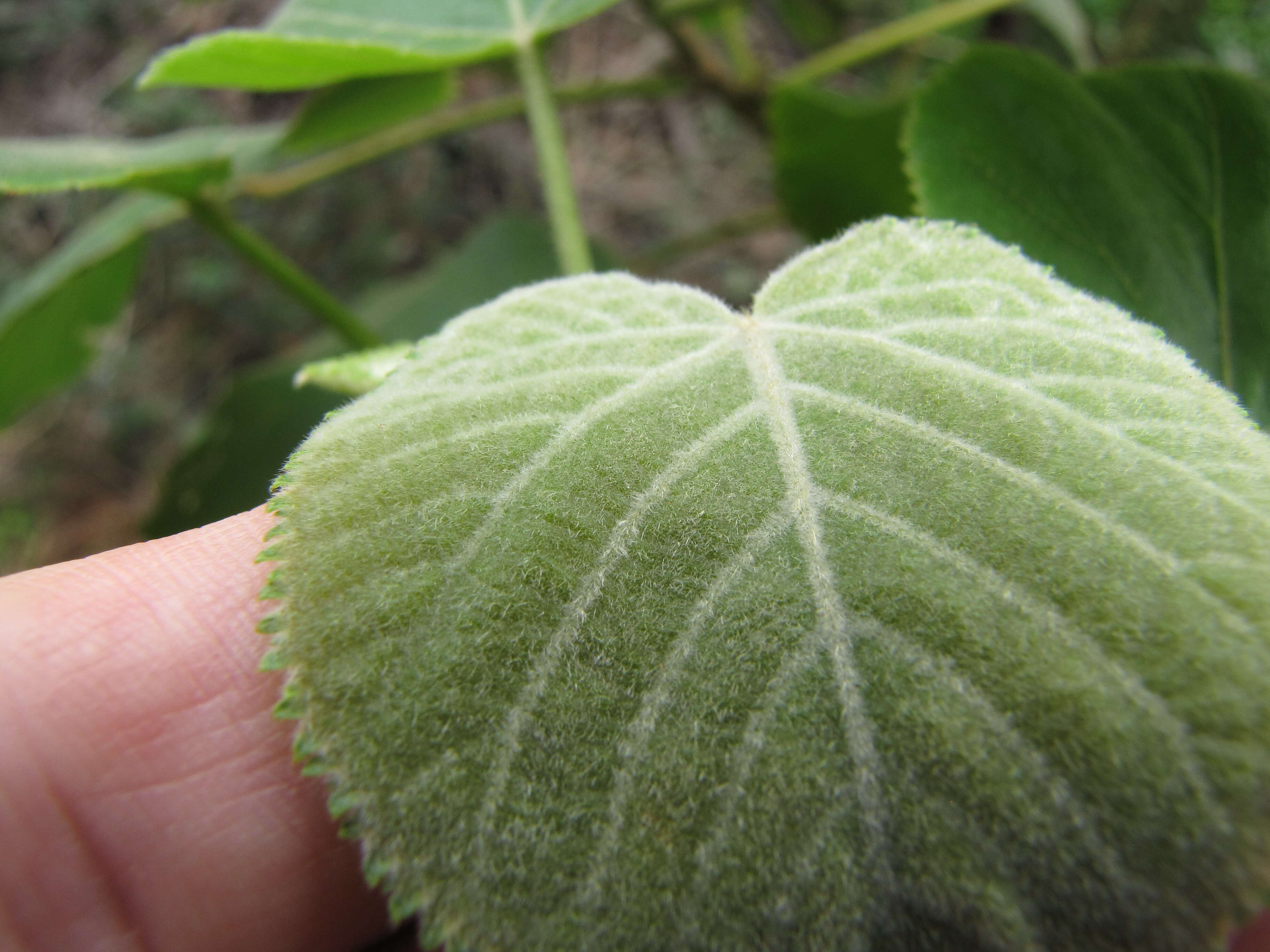 Image de Melochia umbellata (Houtt.) Stapf