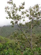 Image de Melochia umbellata (Houtt.) Stapf