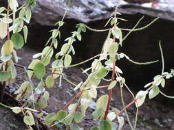 Image of arid-land peperomia