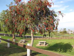 صورة Callistemon viminalis (Sol. ex Gaertn.) G. Don