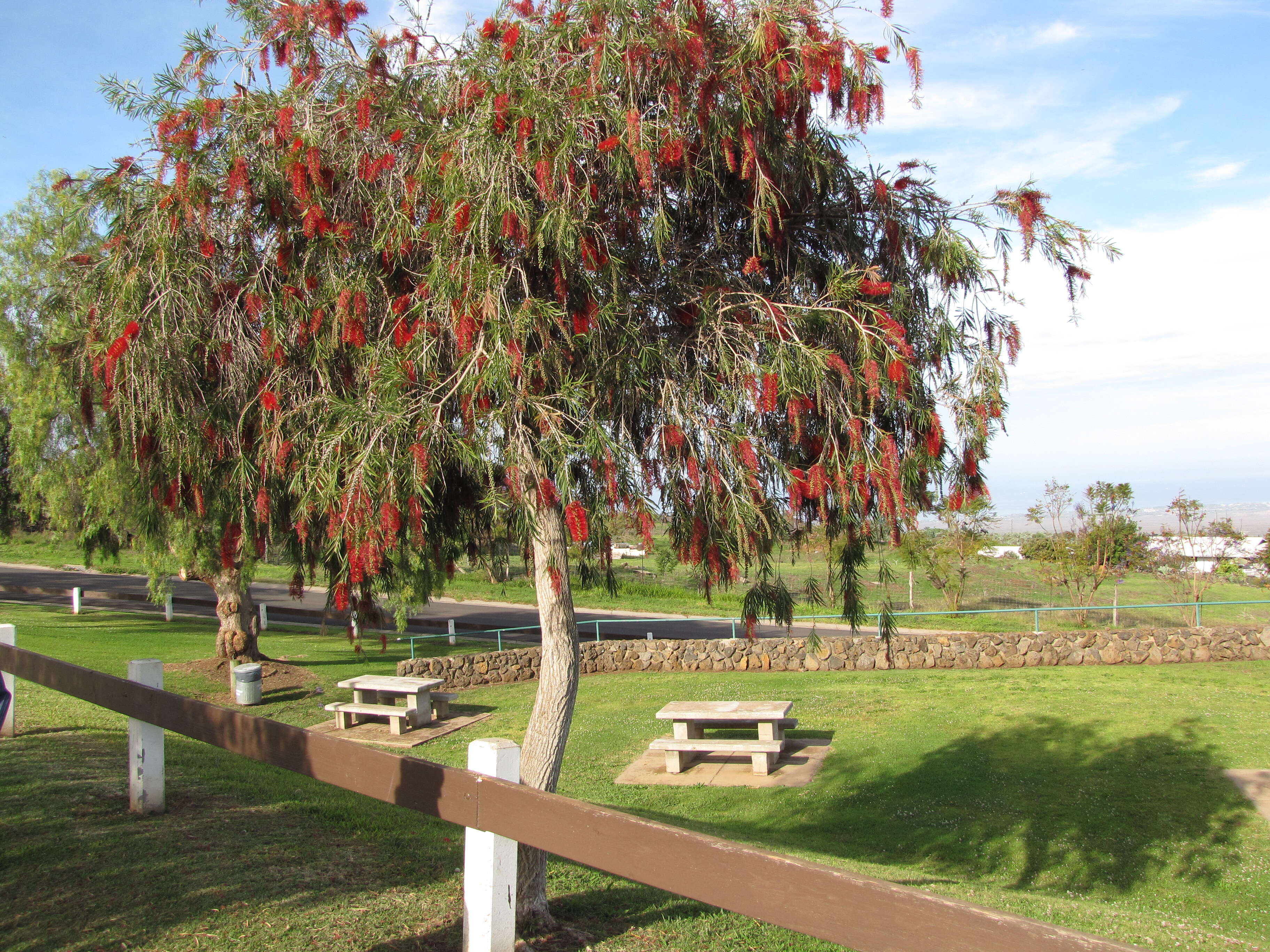 صورة Callistemon viminalis (Sol. ex Gaertn.) G. Don