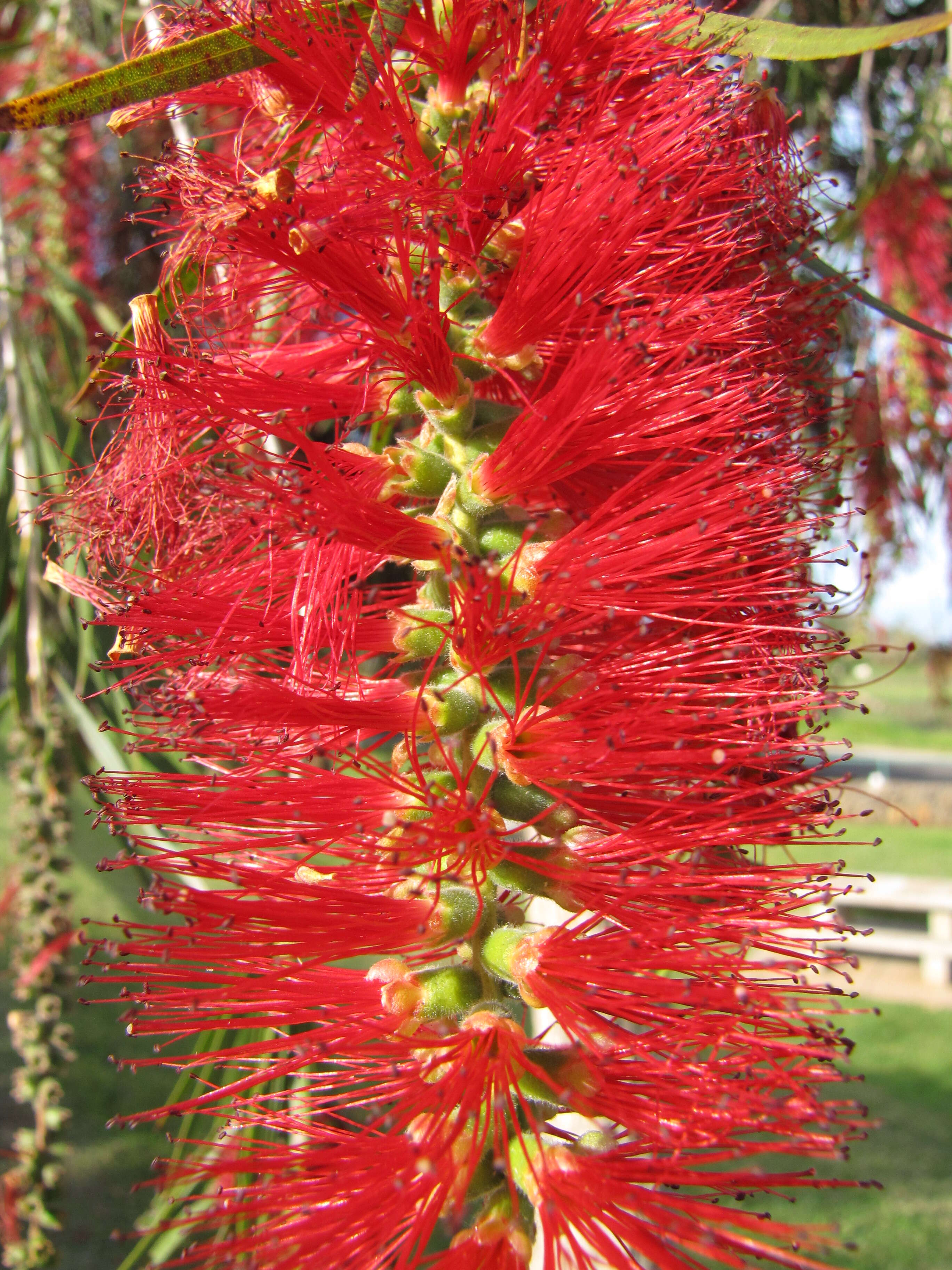 صورة Callistemon viminalis (Sol. ex Gaertn.) G. Don