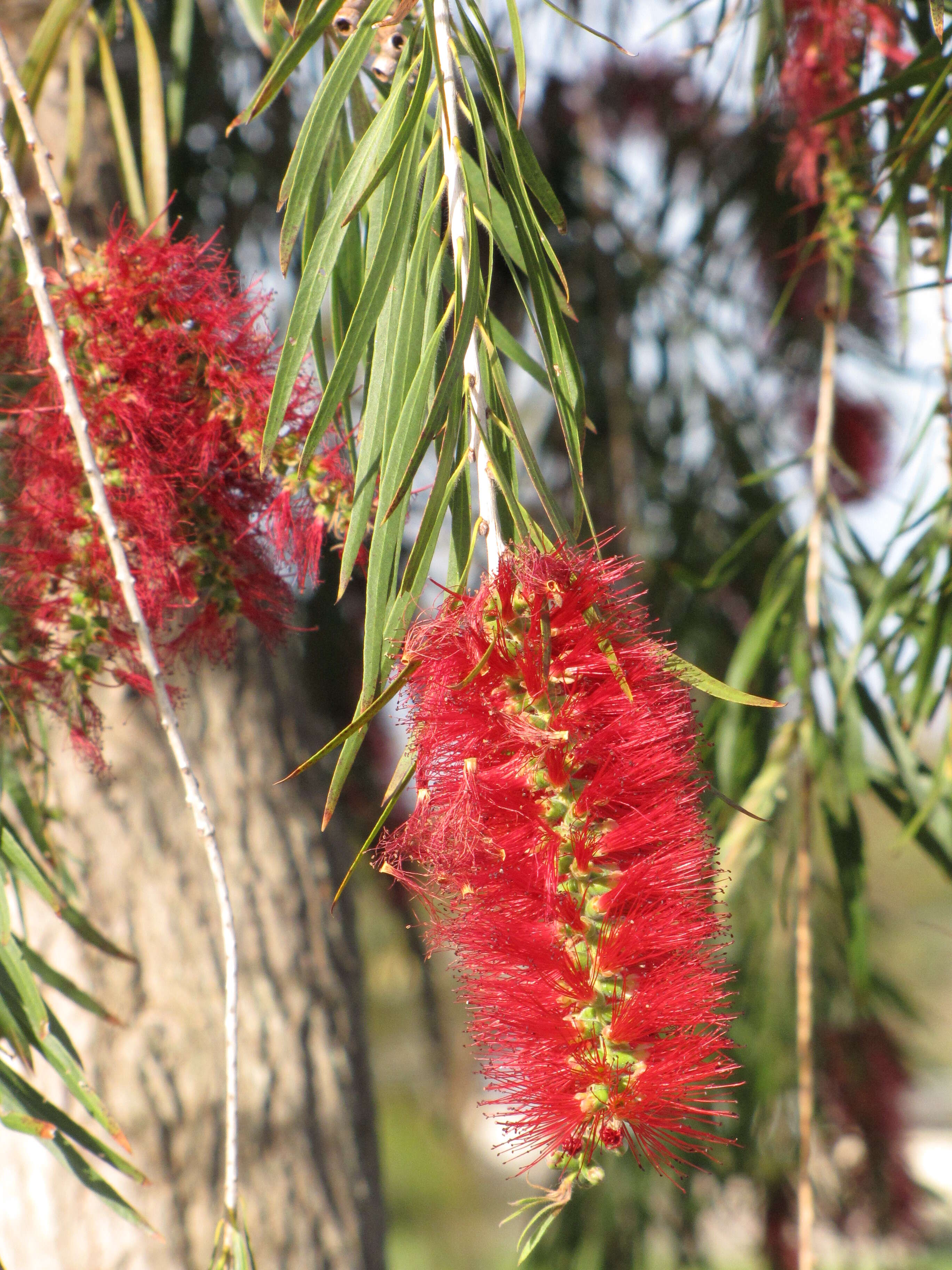 صورة Callistemon viminalis (Sol. ex Gaertn.) G. Don