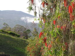 صورة Callistemon viminalis (Sol. ex Gaertn.) G. Don