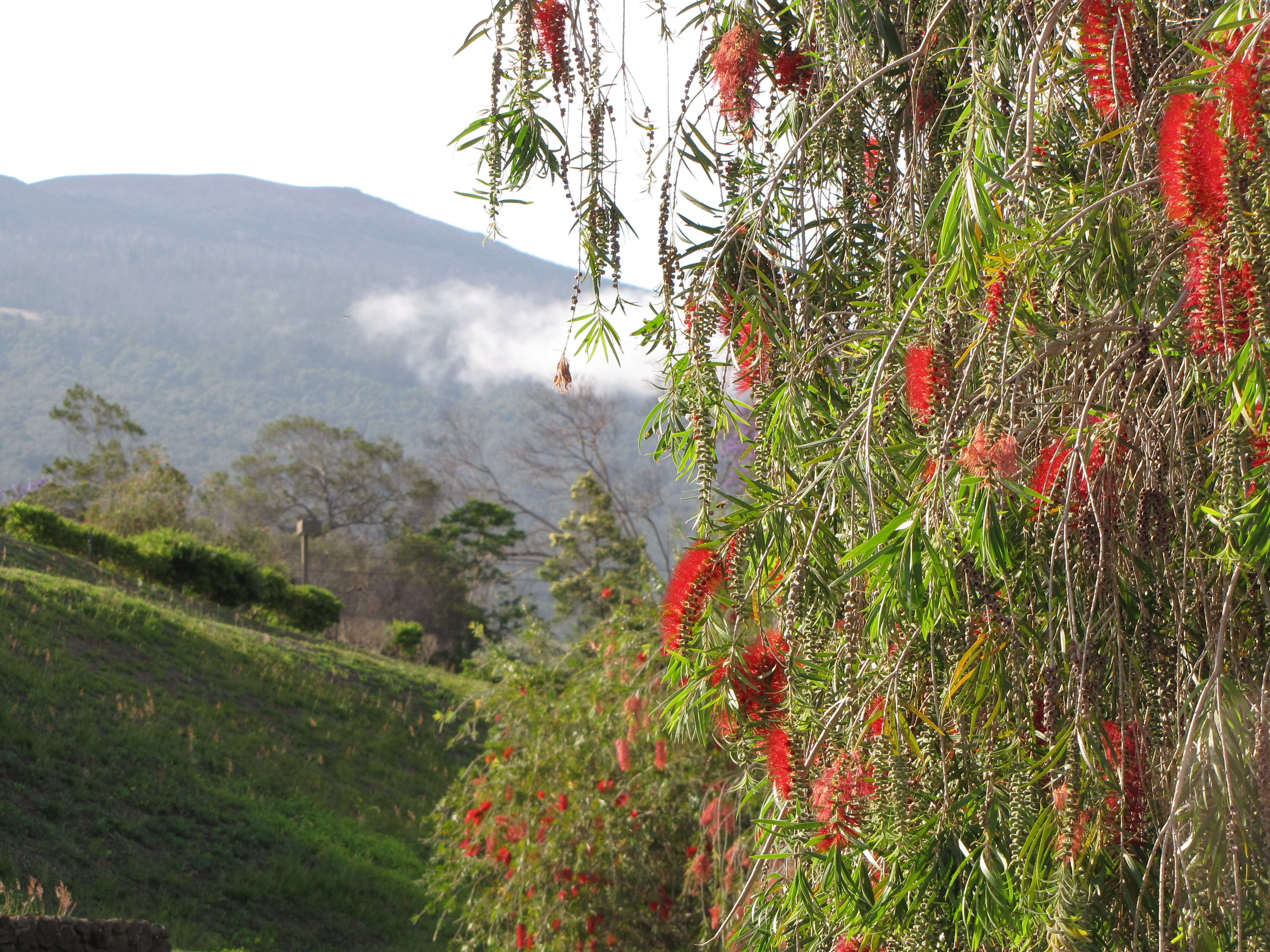 صورة Callistemon viminalis (Sol. ex Gaertn.) G. Don