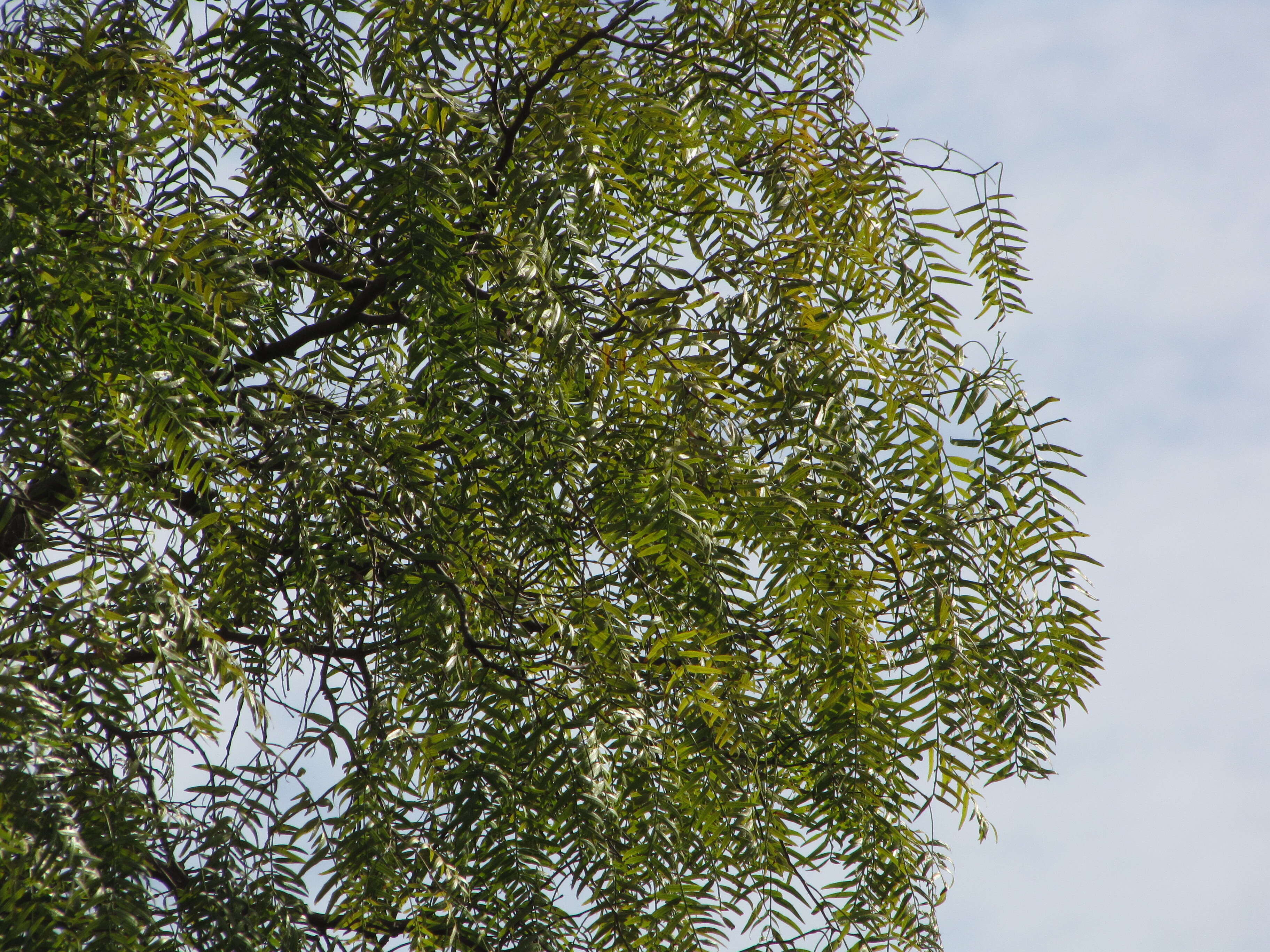 Image of Peruvian peppertree