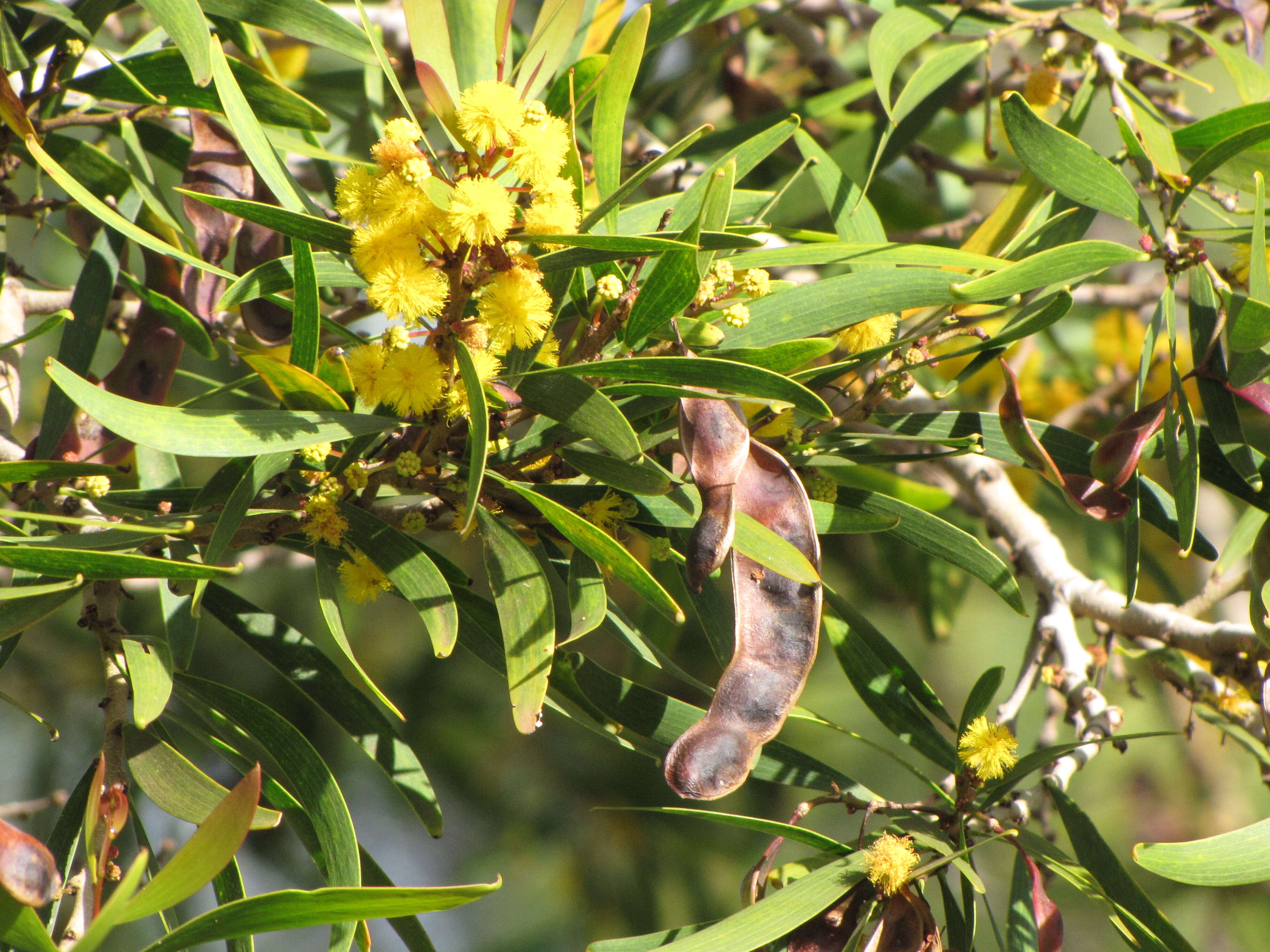 Image of small Philippine acacia