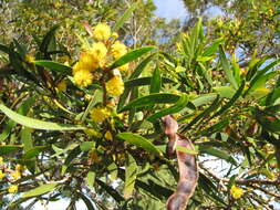 Image of small Philippine acacia