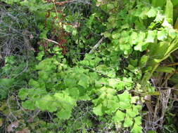 Image of maidenhair fern