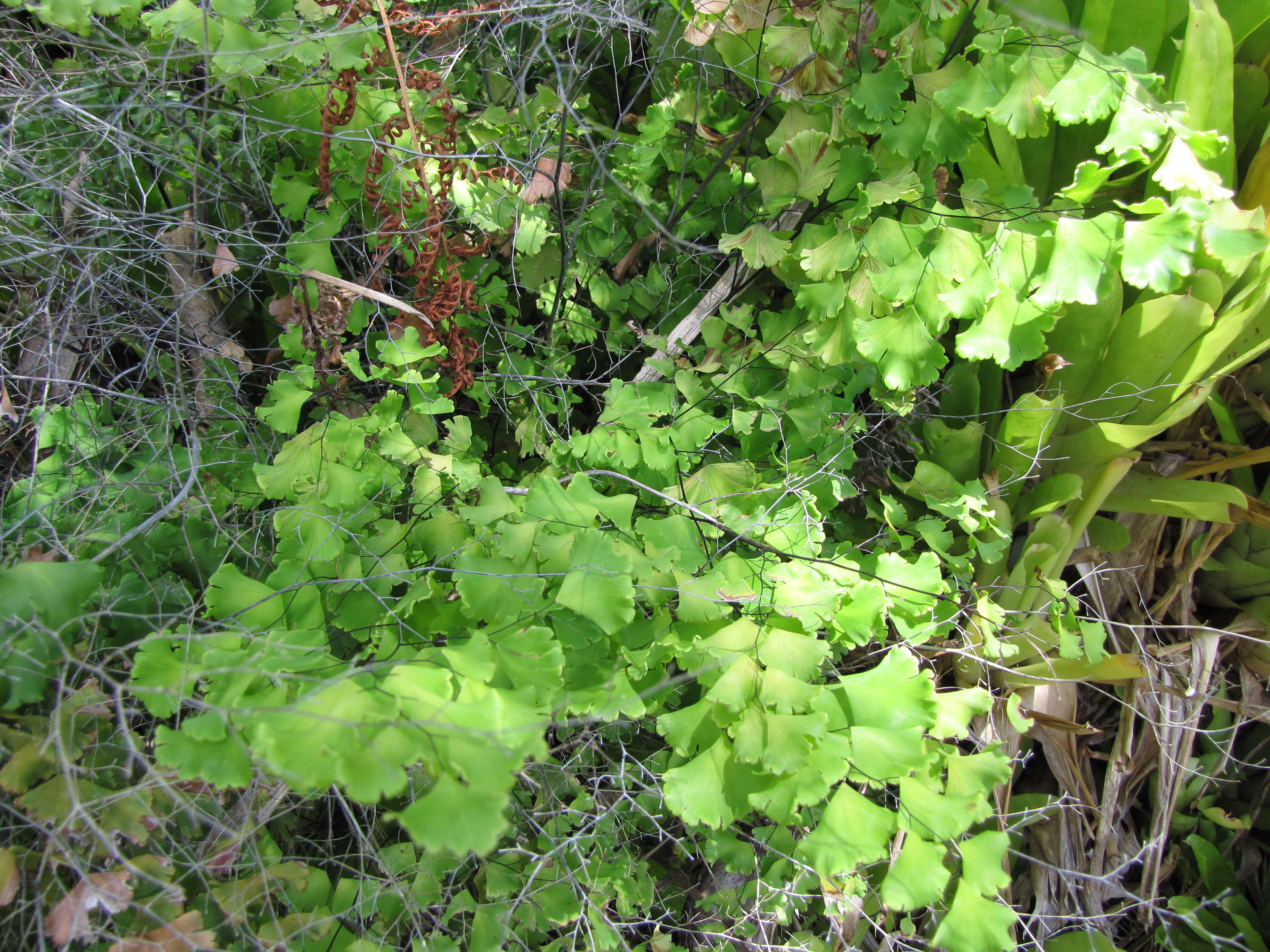 Image of maidenhair fern