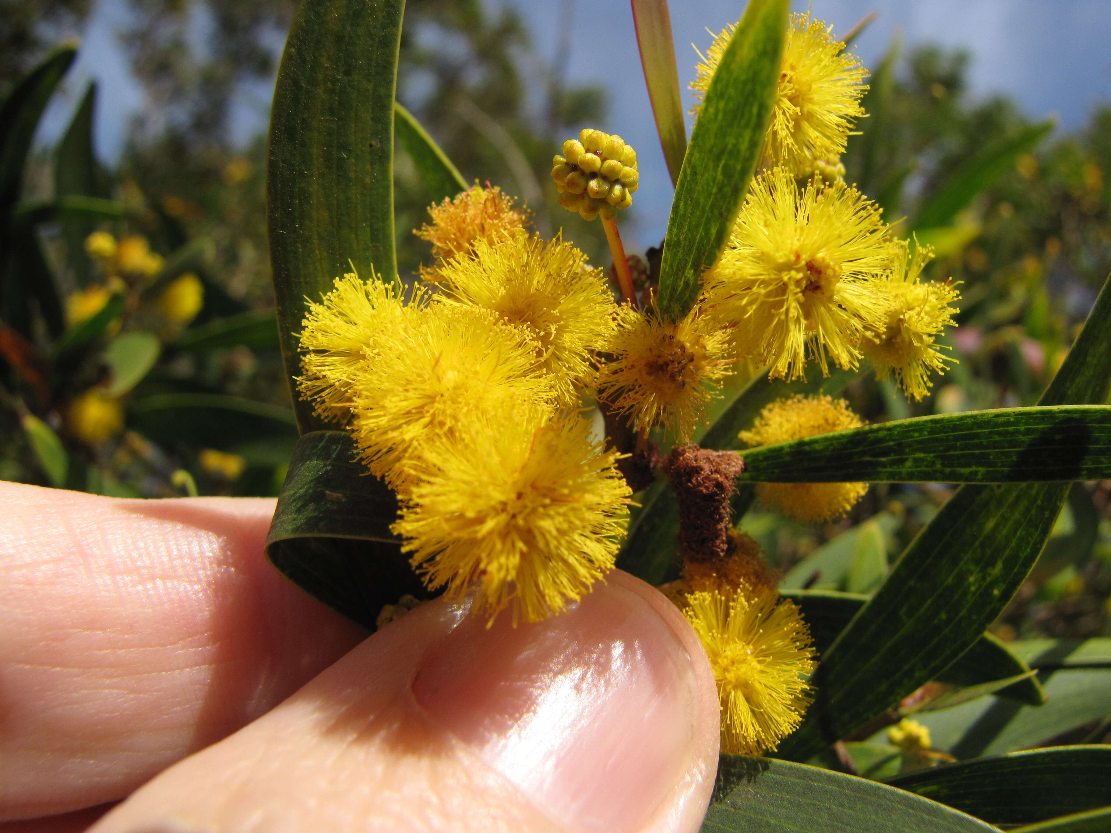 Image of small Philippine acacia