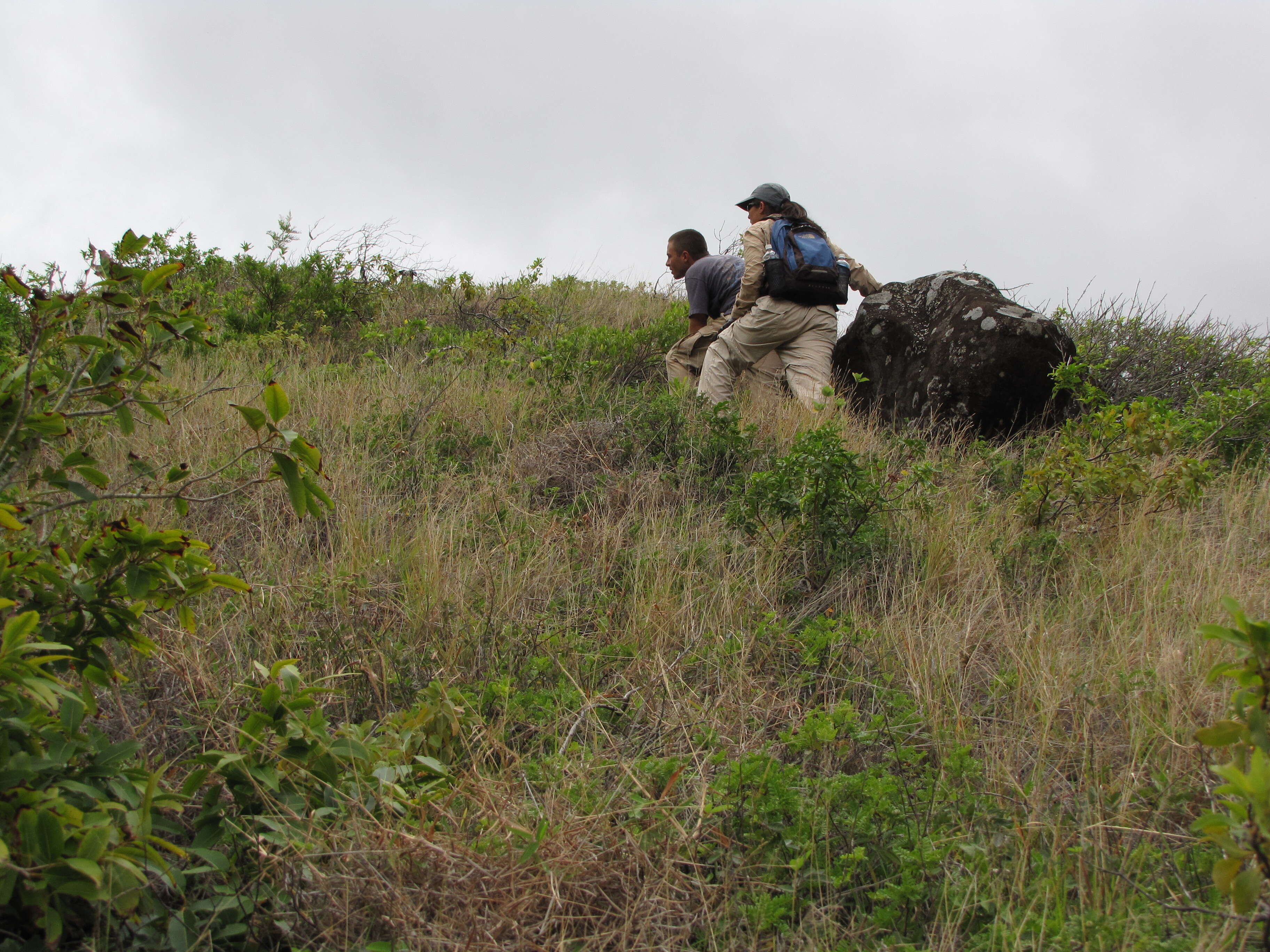 Image of coastal sandalwood