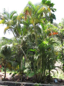 Image of Areca Palm