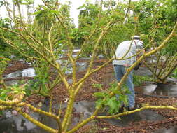 Image of Barbados nut