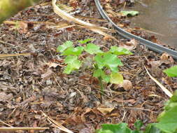 Image of Barbados nut