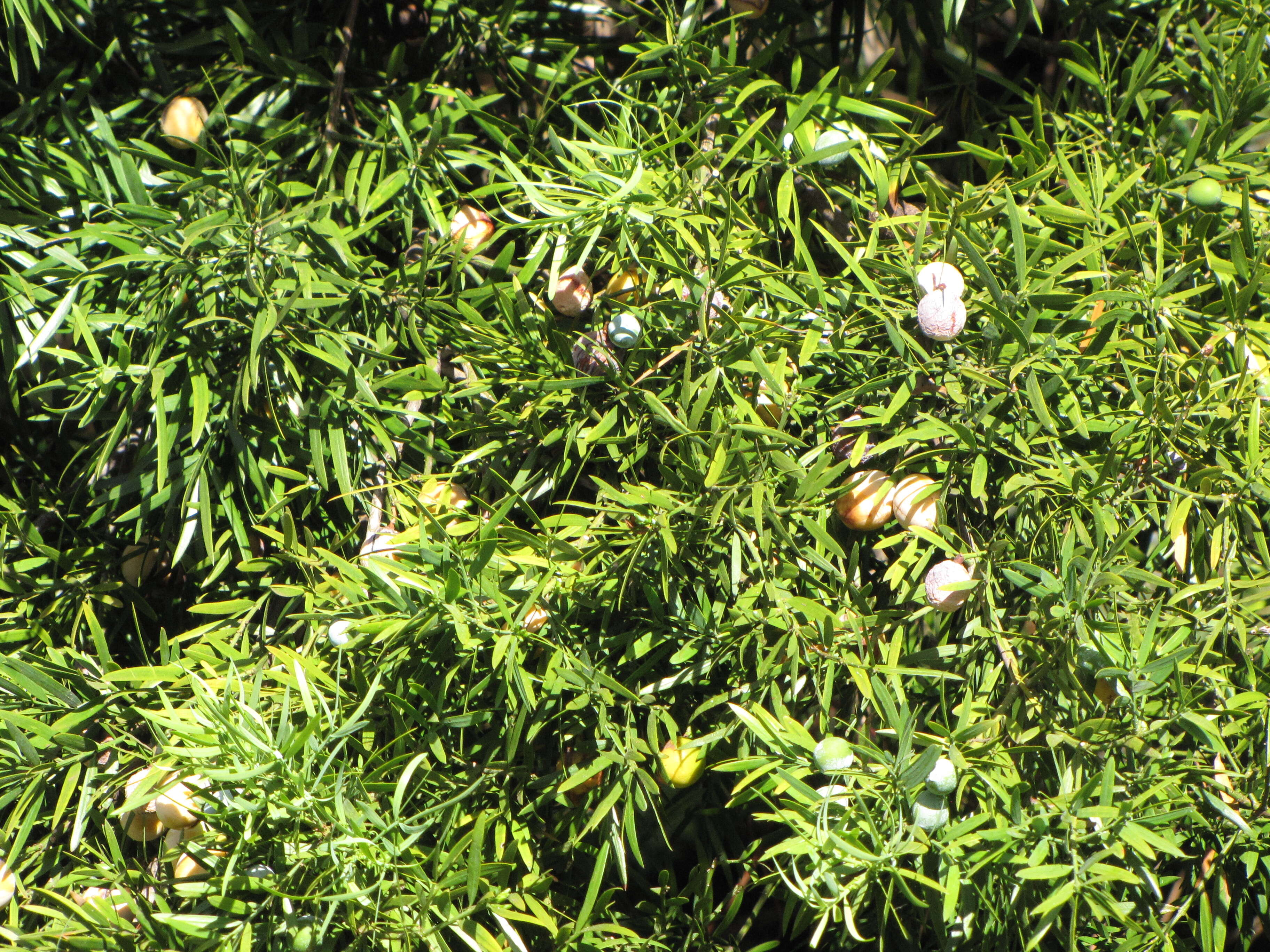 Image of Afrocarpus falcatus