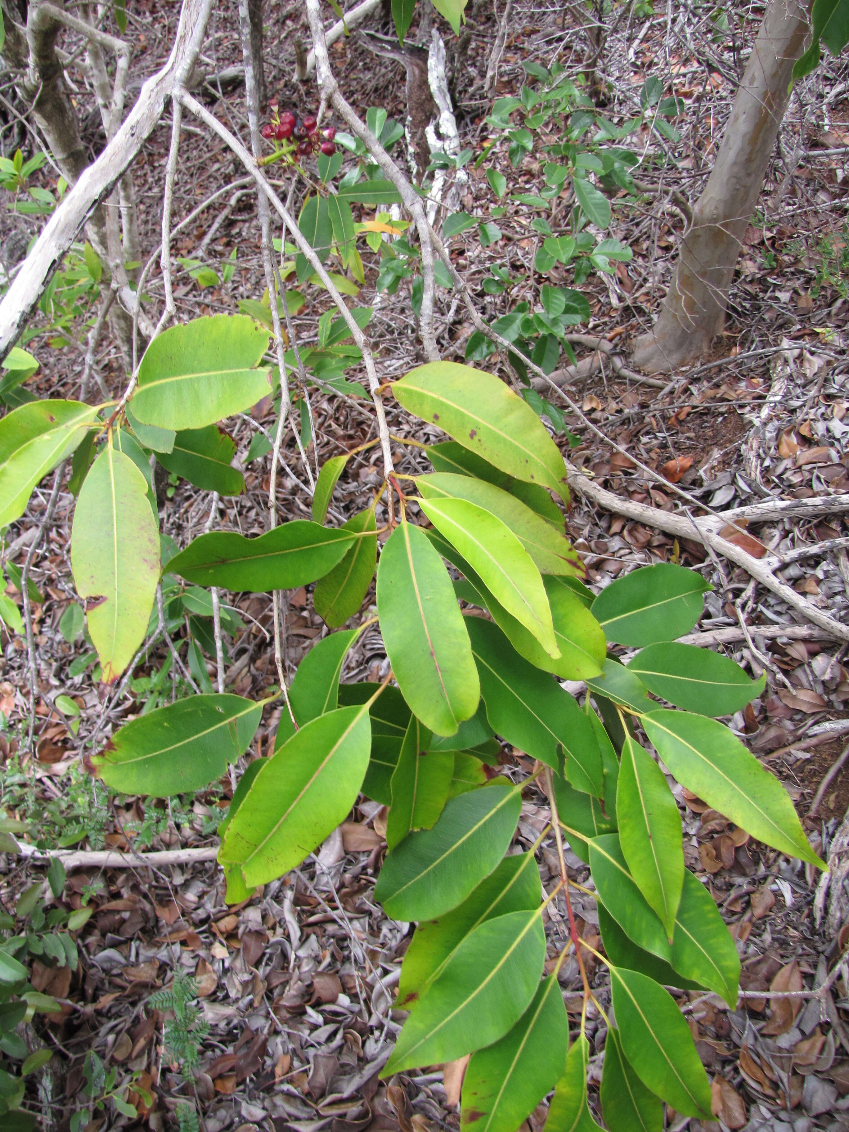 Image of Java plum