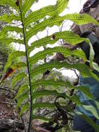 Image of golden polypody